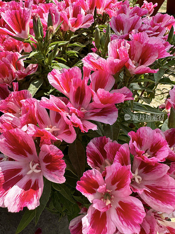 盆栽深色和浅粉色条纹开花缎面花(clarkia amoena)的全画幅图像，在阳光明媚的花园中心，高架视图